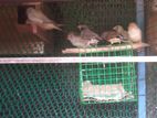 Finches Birds
