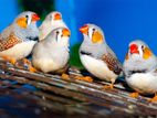 Java Birds