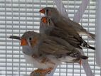Java Birds