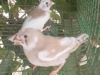 Finches Birds