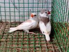 Finches Bird