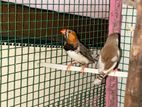 Finches Birds
