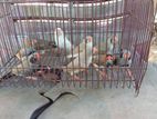 Finches Birds