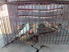 Finches Birds