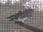 Finches Birds