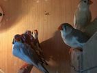 Finches Birds