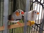 Finches Breeding Pair 2 Chicks