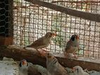 Finches Pair