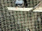 Finches Breeding Pair