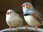 Finches Breeding Pair