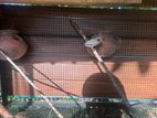 Finches Breeding Pairs