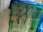 Finches Brid with Cage