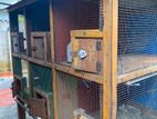 Finches Cage