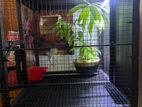 Birds Cage