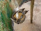 Finches Chicks Pair