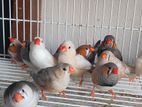 Finch Bird