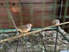 Finches Bird