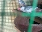 Finches Birds