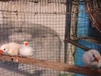 Finches Birds