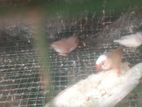 Finches Bird