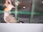 Finches Birds