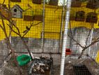 Finches Bird