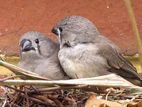 Finches Birds