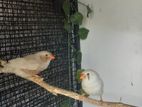 Finches Birds