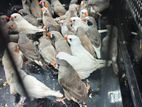 Finches Birds