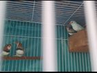 finches