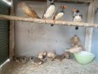 finches
