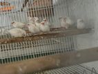 Finches