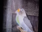 Finches Birds
