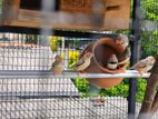 finches
