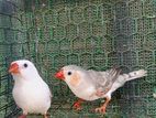 Finches Birds