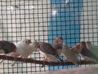 Finches