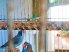Finches