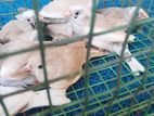 Finches Birds