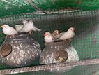 Finches