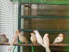 Finches