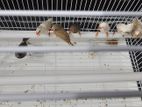 Finches Pair