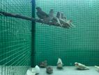 Finches
