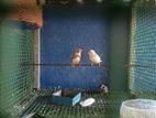 Finches