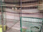Finches
