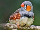 Finches Bird