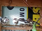 Finches