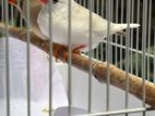 Finches Birds