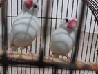 Finches Bird