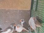 Finches