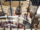 Finches Birds